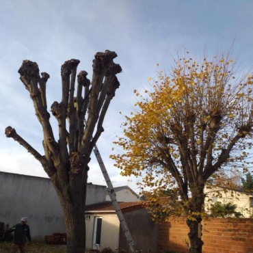 Entretien d'espaces verts et élagage à Champigny sur Marne dans le Val de Marne (94) - Elagage Reihnardt