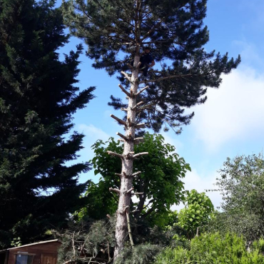 Entretien d'espaces verts et élagage à Champigny sur Marne dans le Val de Marne (94) - Elagage Reihnardt