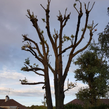 Entretien d'espaces verts et élagage à Champigny sur Marne dans le Val de Marne (94) - Elagage Reihnardt