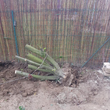 Entretien d'espaces verts et élagage à Champigny sur Marne dans le Val de Marne (94) - Elagage Reihnardt