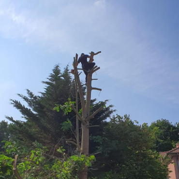 Entretien d'espaces verts et élagage à Champigny sur Marne dans le Val de Marne (94) - Elagage Reihnardt