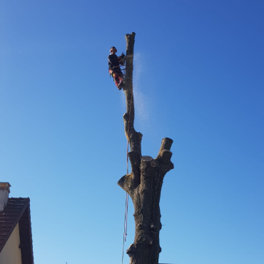 Entretien d'espaces verts et élagage à Champigny sur Marne dans le Val de Marne (94) - Elagage Reihnardt