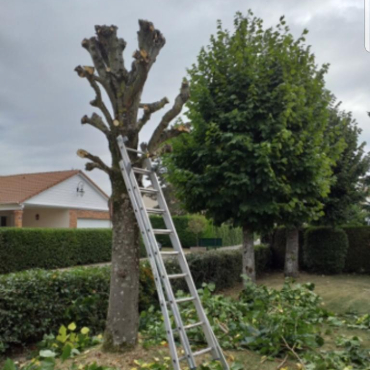 Entretien d'espaces verts et élagage à Champigny sur Marne dans le Val de Marne (94) - Elagage Reihnardt