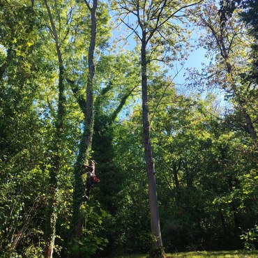 Travaux d'élagage et entretien d'espaces verts à Champigny-sur-Marne (94500) - Elagage Reihnardt