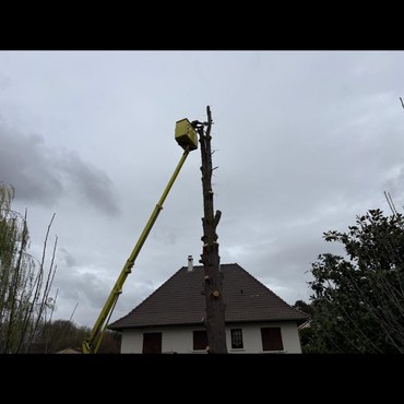 Travaux d'élagage et entretien d'espaces verts à Champigny-sur-Marne (94500) - Elagage Reihnardt