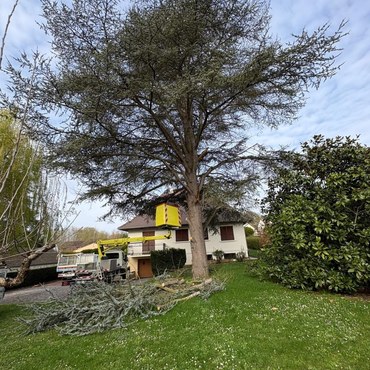 Travaux d'élagage et entretien d'espaces verts à Champigny-sur-Marne (94500) - Elagage Reihnardt