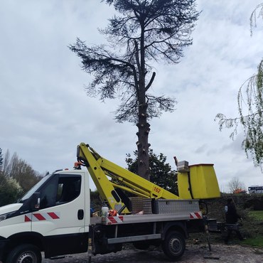 Travaux d'élagage et entretien d'espaces verts à Champigny-sur-Marne (94500) - Elagage Reihnardt
