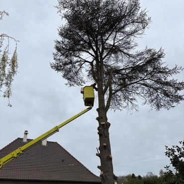 Travaux d'élagage et entretien d'espaces verts à Champigny-sur-Marne (94500) - Elagage Reihnardt
