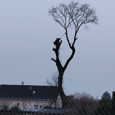 Travaux d'élagage et entretien d'espaces verts à Champigny-sur-Marne (94500) - Elagage Reihnardt