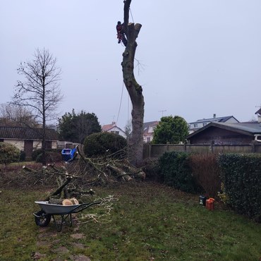 Travaux d'élagage et entretien d'espaces verts à Champigny-sur-Marne (94500) - Elagage Reihnardt