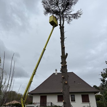 Travaux d'élagage et entretien d'espaces verts à Champigny-sur-Marne (94500) - Elagage Reihnardt