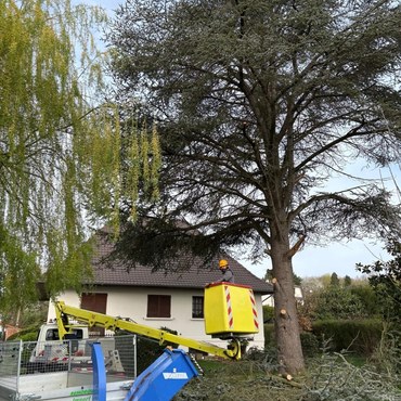 Travaux d'élagage et entretien d'espaces verts à Champigny-sur-Marne (94500) - Elagage Reihnardt