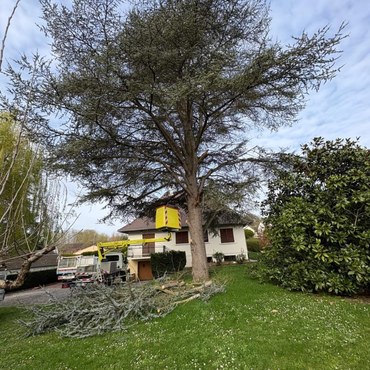 Travaux d'élagage et entretien d'espaces verts à Champigny-sur-Marne (94500) - Elagage Reihnardt
