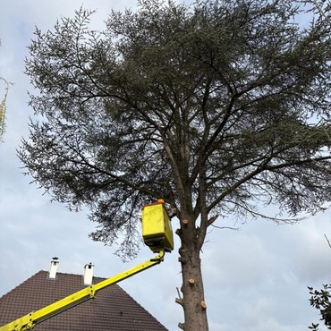 Travaux d'élagage et entretien d'espaces verts à Champigny-sur-Marne (94500) - Elagage Reihnardt