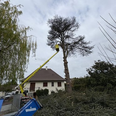 Travaux d'élagage et entretien d'espaces verts à Champigny-sur-Marne (94500) - Elagage Reihnardt