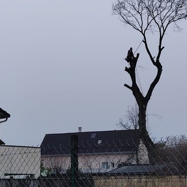 Travaux d'élagage et entretien d'espaces verts à Champigny-sur-Marne (94500) - Elagage Reihnardt