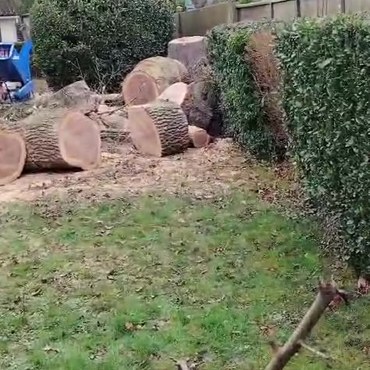 Vidéo de travaux d'élagage - Elagage Reihnardt à Champigny-sur-Marne