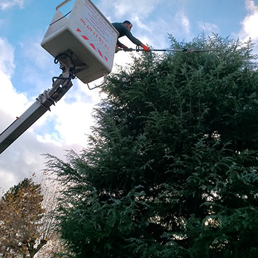 Entretien d'espaces verts et élagage à Champigny sur Marne dans le Val de Marne (94) - Elagage Reihnardt