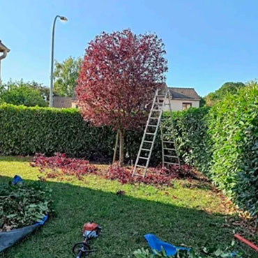 Entretien d'espaces verts et élagage à Champigny sur Marne dans le Val de Marne (94) - Elagage Reihnardt