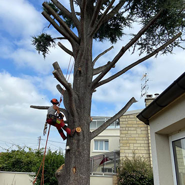 Entretien d'espaces verts et élagage à Champigny sur Marne dans le Val de Marne (94) - Elagage Reihnardt