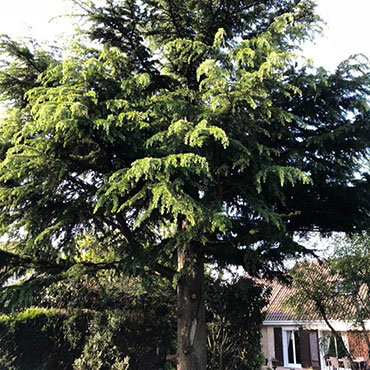 Entretien d'espaces verts et élagage à Champigny sur Marne dans le Val de Marne (94) - Elagage Reihnardt