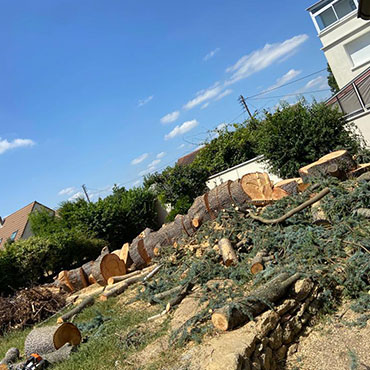 Entretien d'espaces verts et élagage à Champigny sur Marne dans le Val de Marne (94) - Elagage Reihnardt