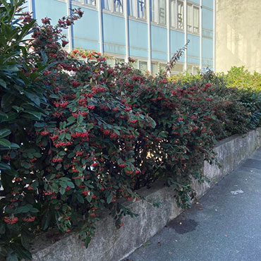 Entretien d'espaces verts et élagage à Champigny sur Marne dans le Val de Marne (94) - Elagage Reihnardt