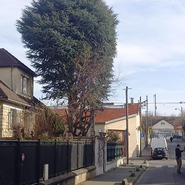 Entretien d'espaces verts et élagage à Champigny sur Marne dans le Val de Marne (94) - Elagage Reihnardt