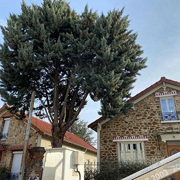 Entretien d'espaces verts et élagage à Champigny sur Marne dans le Val de Marne (94) - Elagage Reihnardt