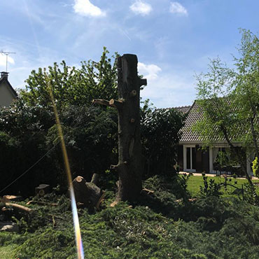 Entretien d'espaces verts et élagage à Champigny sur Marne dans le Val de Marne (94) - Elagage Reihnardt