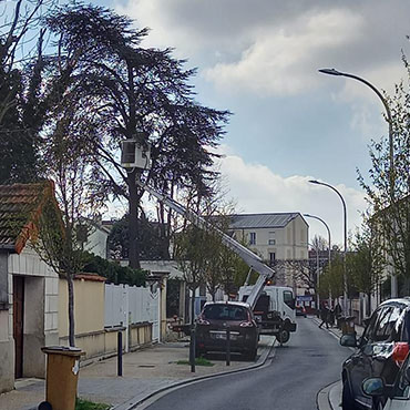 Entretien d'espaces verts et élagage à Champigny sur Marne dans le Val de Marne (94) - Elagage Reihnardt