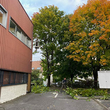 Entretien d'espaces verts et élagage à Champigny sur Marne dans le Val de Marne (94) - Elagage Reihnardt