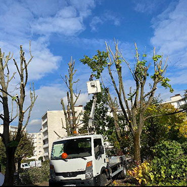 Entretien d'espaces verts et élagage à Champigny sur Marne dans le Val de Marne (94) - Elagage Reihnardt