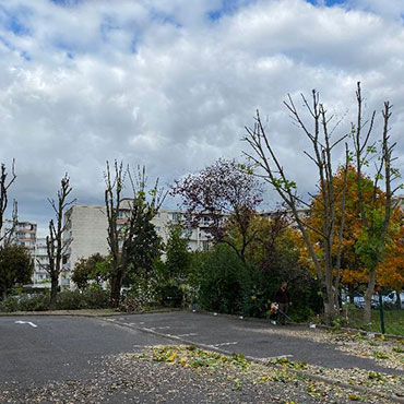 Entretien d'espaces verts et élagage à Champigny sur Marne dans le Val de Marne (94) - Elagage Reihnardt