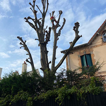 Entretien d'espaces verts et élagage à Champigny sur Marne dans le Val de Marne (94) - Elagage Reihnardt