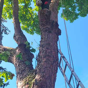 Entretien d'espaces verts et élagage à Champigny sur Marne dans le Val de Marne (94) - Elagage Reihnardt