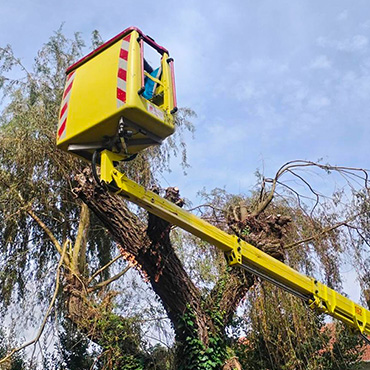 Entretien d'espaces verts et élagage à Champigny sur Marne dans le Val de Marne (94) - Elagage Reihnardt