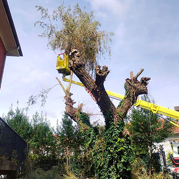 Entretien d'espaces verts et élagage à Champigny sur Marne dans le Val de Marne (94) - Elagage Reihnardt