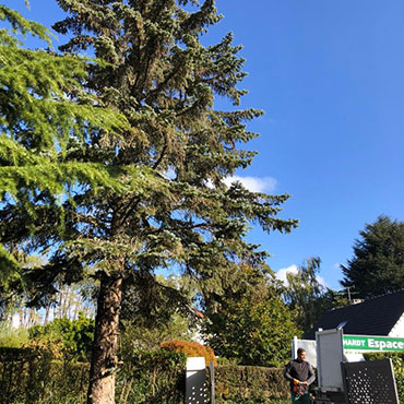 Entretien d'espaces verts et élagage à Champigny sur Marne dans le Val de Marne (94) - Elagage Reihnardt