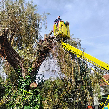 Entretien d'espaces verts et élagage à Champigny sur Marne dans le Val de Marne (94) - Elagage Reihnardt