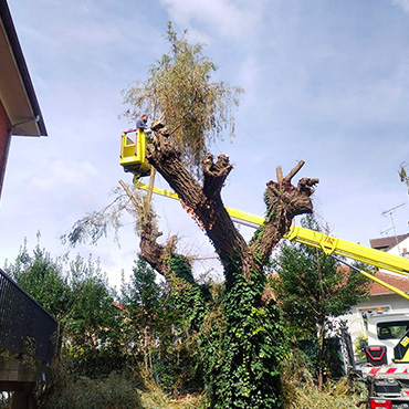 Entretien d'espaces verts et élagage à Champigny sur Marne dans le Val de Marne (94) - Elagage Reihnardt