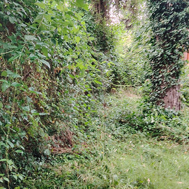 Entretien d'espaces verts et élagage à Champigny sur Marne dans le Val de Marne (94) - Elagage Reihnardt