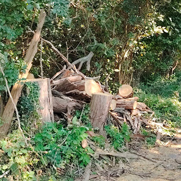 Entretien d'espaces verts et élagage à Champigny sur Marne dans le Val de Marne (94) - Elagage Reihnardt