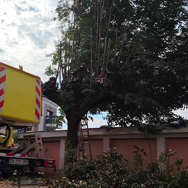 Entretien d'espaces verts et élagage à Champigny sur Marne dans le Val de Marne (94) - Elagage Reihnardt