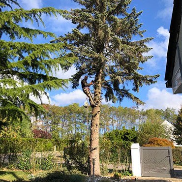 Entretien d'espaces verts et élagage à Champigny sur Marne dans le Val de Marne (94) - Elagage Reihnardt