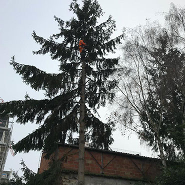 Entretien d'espaces verts et élagage à Champigny sur Marne dans le Val de Marne (94) - Elagage Reihnardt