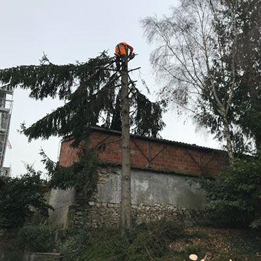 Entretien d'espaces verts et élagage à Champigny sur Marne dans le Val de Marne (94) - Elagage Reihnardt