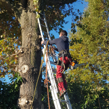 Entretien d'espaces verts et élagage à Champigny sur Marne dans le Val de Marne (94) - Elagage Reihnardt