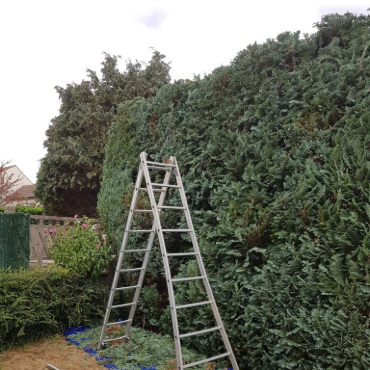 Entretien d'espaces verts et élagage à Champigny sur Marne dans le Val de Marne (94) - Elagage Reihnardt