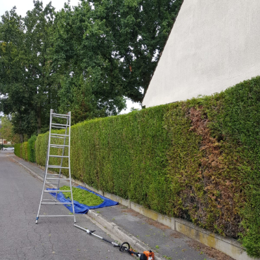 Entretien d'espaces verts et élagage à Champigny sur Marne dans le Val de Marne (94) - Elagage Reihnardt